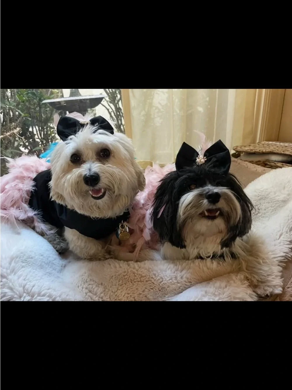 Black and Blush Feathered Dog Dress with Pearl Accent